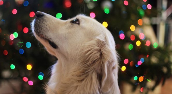 Keppie’s Korner Exclusive- Holiday Pet Safety