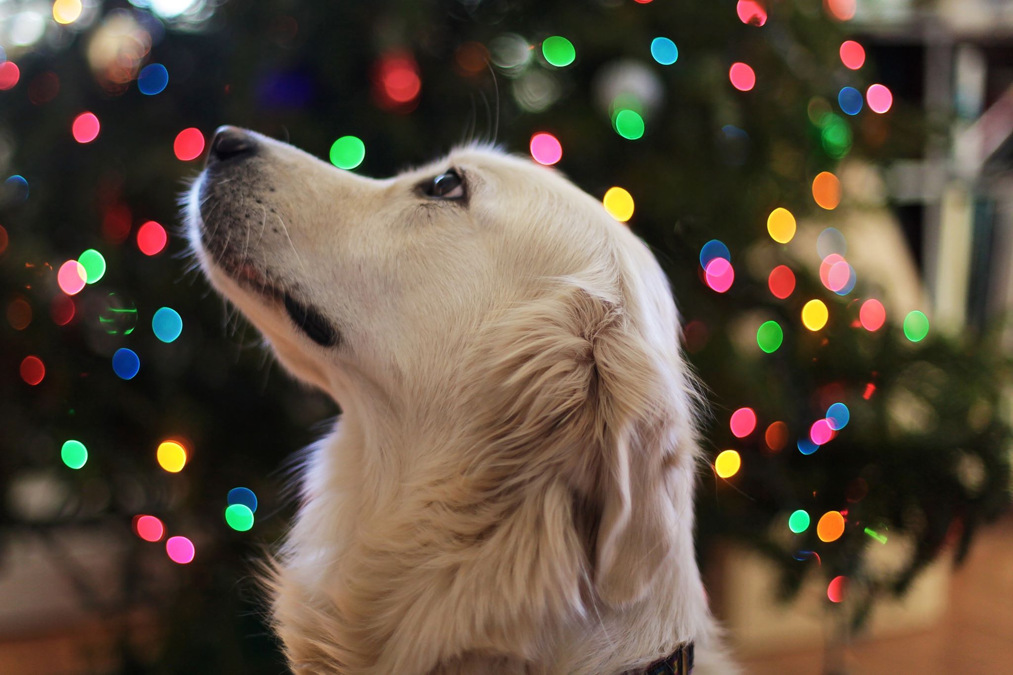 Keppie’s Korner Exclusive- Holiday Pet Safety
